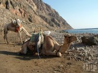 DAHAB - safari na velbloudech