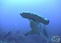 hammerhead